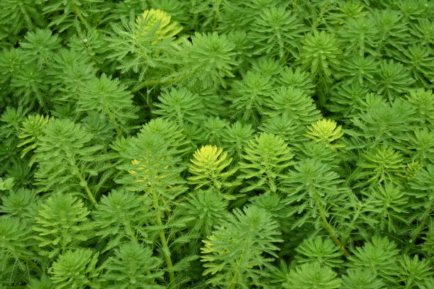 перо попугая водяное. - myriophyllum aquaticum стоковые фото и изображения