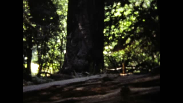 United States 1977, Californian sequoia