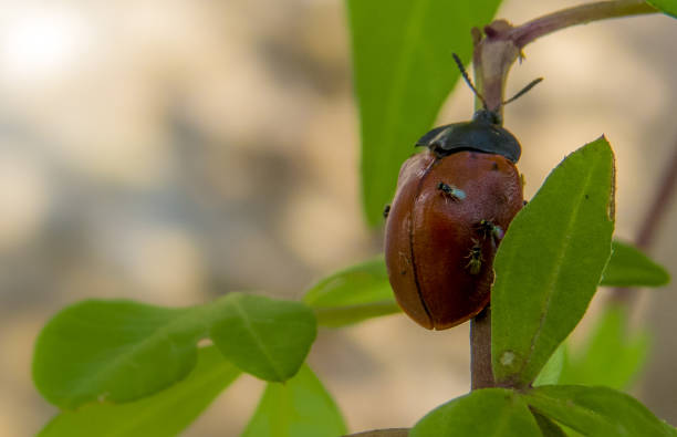 istock Insect - Nature - Wildlife 1434822412