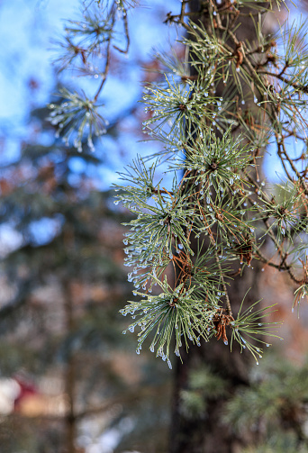 A pine branch covered with tiny icicles after a freezing rain in a frosty winter forest, close-up.