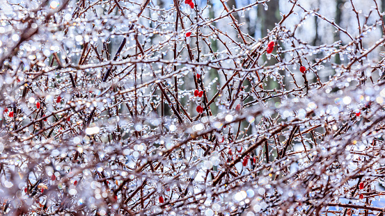 A barberry bush with red berries, covered with ice after a freezing rain, sparkles in the sun in a winter forest.