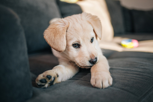 Labrador Retriever Puppy Playing With Toy On Sofa