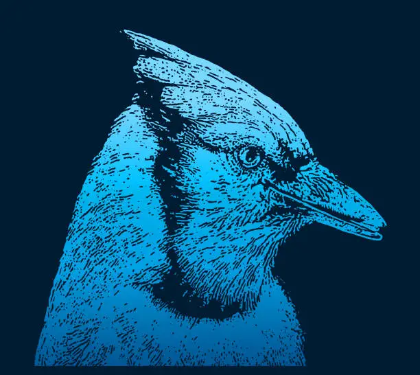 Vector illustration of Blue Jay Head and Face