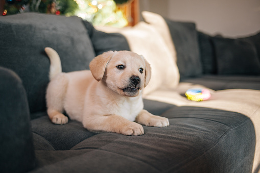 Labrador Retriever Puppy Playing With Toy On Sofa