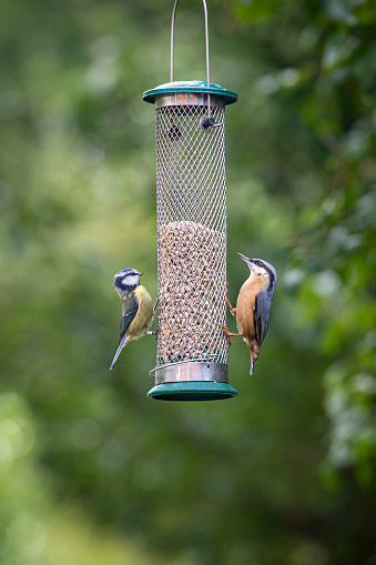 A nuthatch and a blue tit perched on a garden bird feeder in Sussex