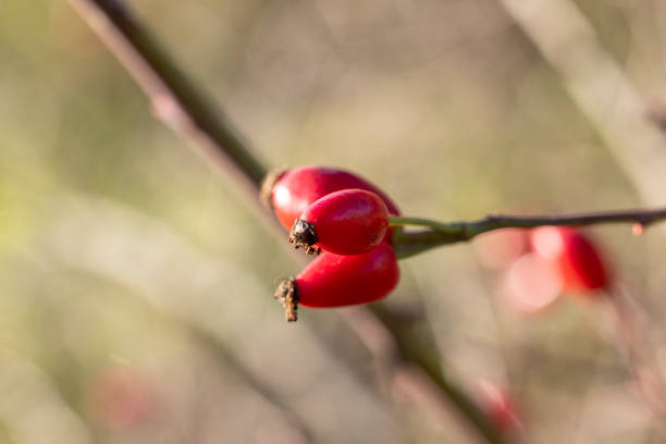 rose de chien avec baie rouge sur la branche, lumière chaude et ensoleillée, faible profondeur du champ - uncultivated autumn berry fruit branch photos et images de collection