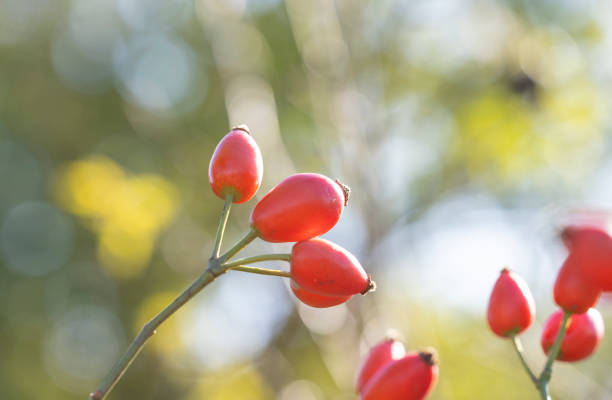 rose de chien avec baie rouge sur la branche, lumière chaude et ensoleillée, faible profondeur du champ - uncultivated autumn berry fruit branch photos et images de collection