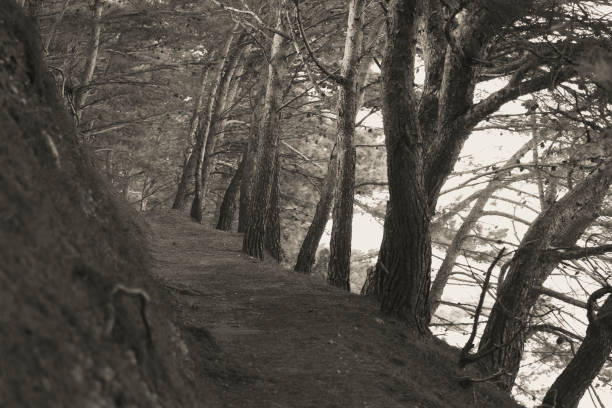 istock A path through the mediterranean forest, Vrgada island, black and white 1434824332