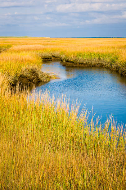 istock Golden Autumn Reeds 1434824376