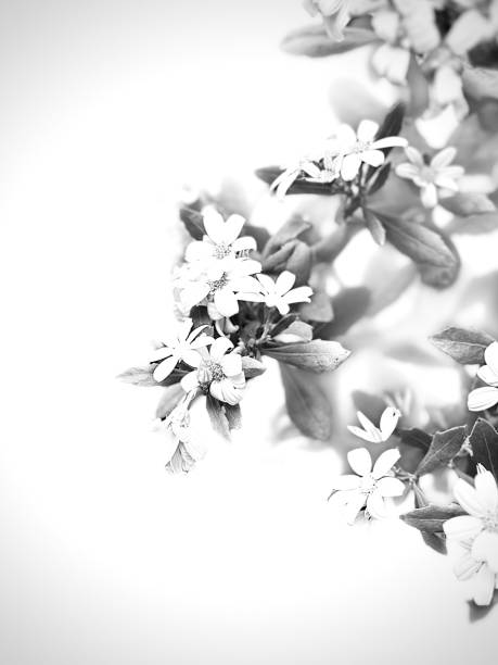 istock Black and white flowers 1434825831