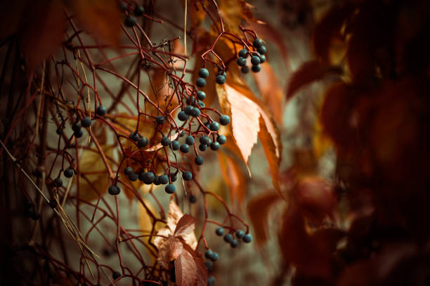 beautiful autumn season colorful background with leafs and plants