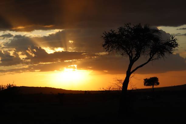 istock Silhouette of trees during the sunset 1434828864