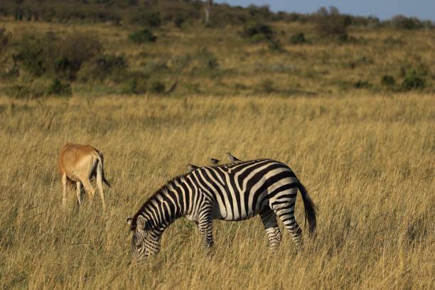 istock Zebra and another animal grazing on a field 1434828881