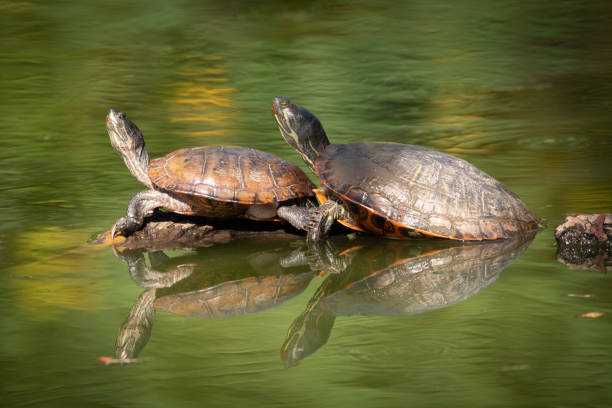 istock Turtle in pond at Bluebonnet Swamp Nature Center 1434828973