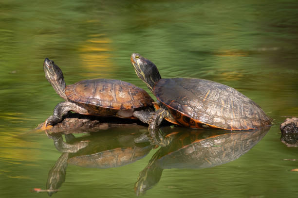 istock Turtle in pond at Bluebonnet Swamp Nature Center 1434828976
