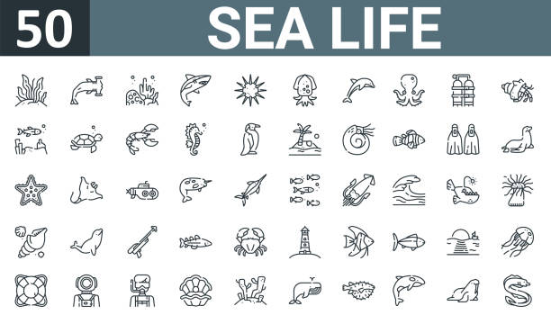 ilustrações, clipart, desenhos animados e ícones de conjunto de 50 ícones da vida marinha da web, como algas, martelo, recife de coral, tubarão, ouriço, cuttlefish, ícones finos vetor de golfinhos para relatório, apresentação, diagrama, web design, aplicativo móvel. - narval