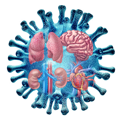 Virus Organ Infection and long Covid syndrome or coronavirus pandemic symptoms that persist as a hauler of a viral infections  on the lungs heart kidneys and the brain with 3D illustration elements.