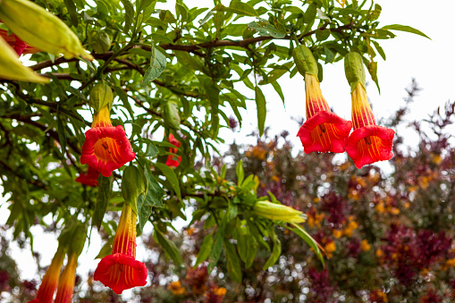 The Red Angel's Trumpet, or to use the correct botanical name, Brugmansia Sanguinea, is a South American species of flowering shrub or small trees. The tube shaped flowers come in brilliant red, yellow, orange and green colours. The plant is endemic to the Andes Mountains from Colombia to Northern Chile, and normally found at elevations between 2000 to 3000 metres above mean sea level, All parts of the plant are highly poisonous.