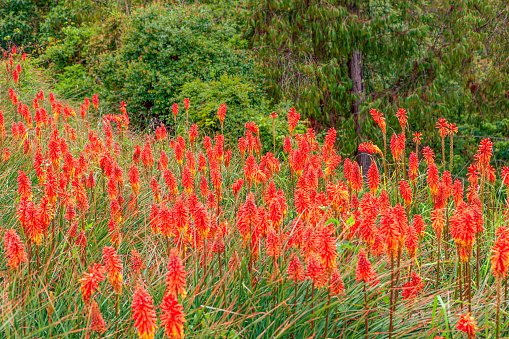 Desert Wildflowers blooming in the Anza Borrego Desert, the largest state park in California