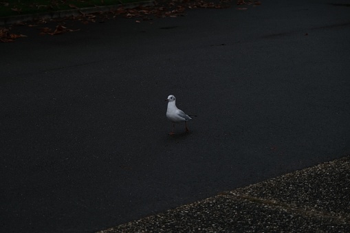A scenic view of a black-headed gull walking on the street