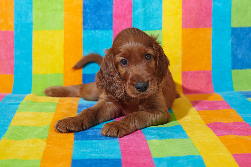 Brown adorable Irish Setter puppy. photo shoot on a multicolored background.