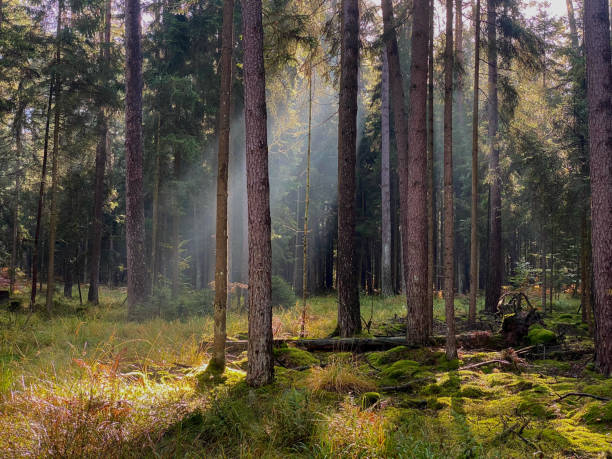 istock Beautiful sunshine in a forest 1434832847