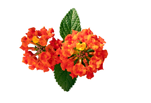 Close-up view of small beautiful Lantana Camara flower with orange and red tones, flower with leaves on white background, Rio de Janeiro, Brazil