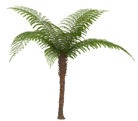 Before the flowering plants, the landscape was dominated with plants that looked like ferns for hundreds of millions of years. Pteridophytes show many characteristics of their ancestors: unlike most other members of the Plant Kingdom, pteridophytes don’t reproduce through seeds, they reproduce through spores instead.