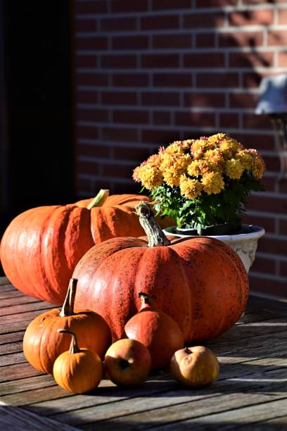 istock Orange pumkins in different sizes as a closeup 1434836827