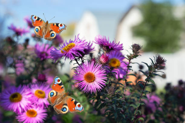 Blooming autumn asters and butterflies, on a defocused street background. Selective focus stock photo