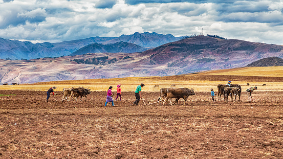 Maras, Urubamba, Peru - October 01, 2022: A family in the Peruvian Andes tilling their field with the help of traditional ox plows. Everyone in the family has to help.