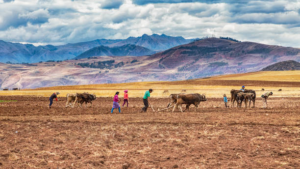 A family in the Peruvian Andes tilling their field with the help of traditional ox plows. Everyone in the family has to help. stock photo