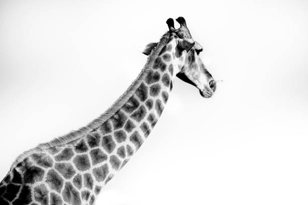 istock Monochrome shot of the zebra 1434839889