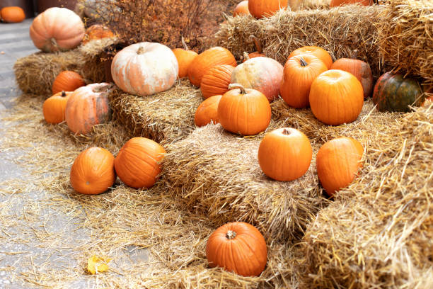istock Orange halloween pumpkins on stack of hay or straw in sunny day. Rustic Fall Pumpkins and straw Background. Autumn festival. Halloween decoration at home. Stylish fall decor of exterior building. 1434841902