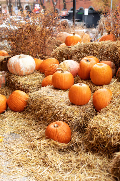 istock Orange halloween pumpkins on stack of hay or straw in sunny day. Rustic Fall Pumpkins and straw Background. Autumn festival. Halloween decoration at home. Stylish fall decor of exterior building. 1434841906