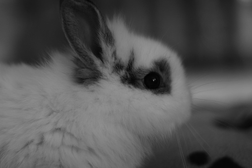 The peace of a rabbit in black and white.