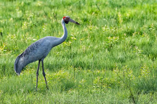 Gray brolga (Grus rubicunda) in a field on the blurred background A gray brolga (Grus rubicunda) in a field on the blurred background brolga stock pictures, royalty-free photos & images