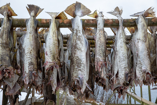 Stock fish in the Lofoten Island in Northern Norway. Fish are hung out to dry in the Arctic climate for later consumption