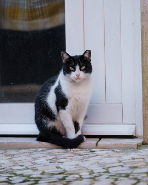 istock Stray Cat Sitting by an Apartment Door 1434843928