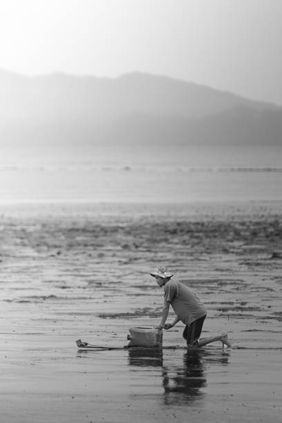 Perlis, Malaysia - 9 October 2022. Asian man searching and digging for Pholas in the sand along the seashore. Mentarang. Pholas Orientalis.