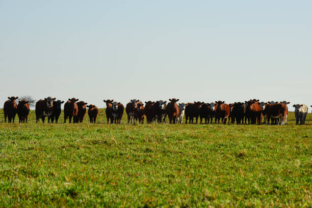 istock Countryside landscape with cows grazing, 1434845282