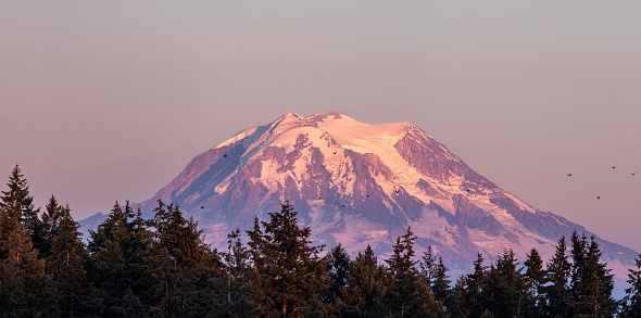Mount Rainier at Sunset with trees and birds in foreground.