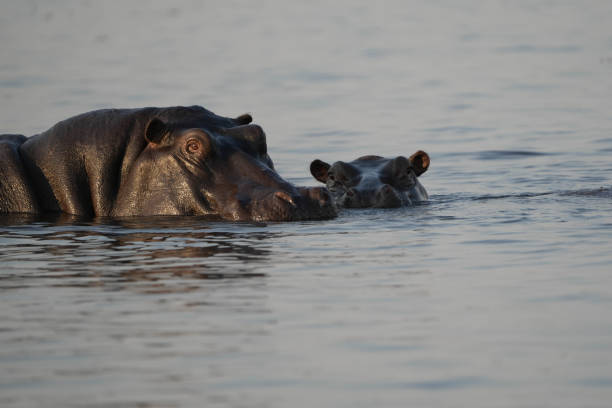 istock Hippo Parent and Baby 1434845750