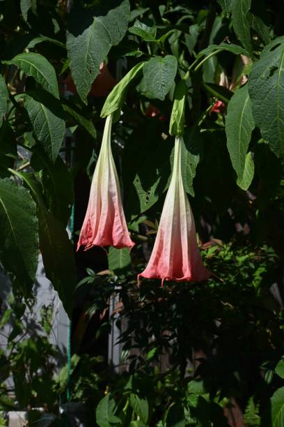 istock Angel's trumpet flowers. 1434852813