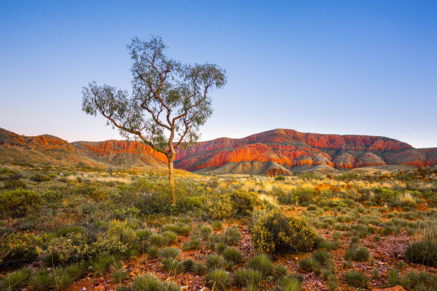 lone tree - australië stockfoto's en -beelden