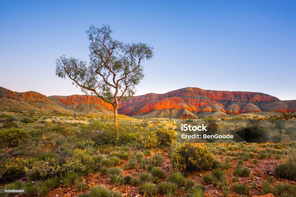 Lone Tree Beautiful Scene from Ormiston Pound, Northern Territory Australia Stock Photo