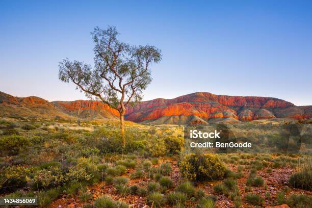 Lone Tree Stock Photo - Download Image Now - Australia, Outback, Landscape - Scenery