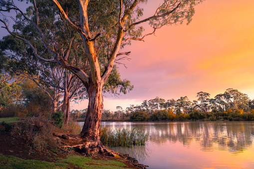 Murray River in South Australia