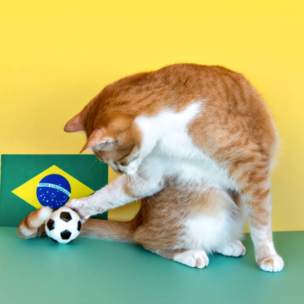 Yellow cat playing soccer next to the Brazilian flag