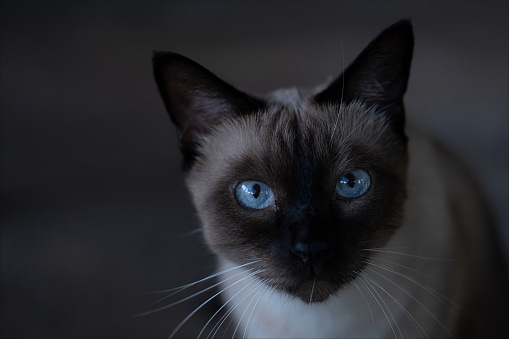 Siamese cat with beautiful blue eyes , Cute little kitten looking at camera